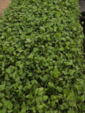Kale Trio Mix — Horizon Grown