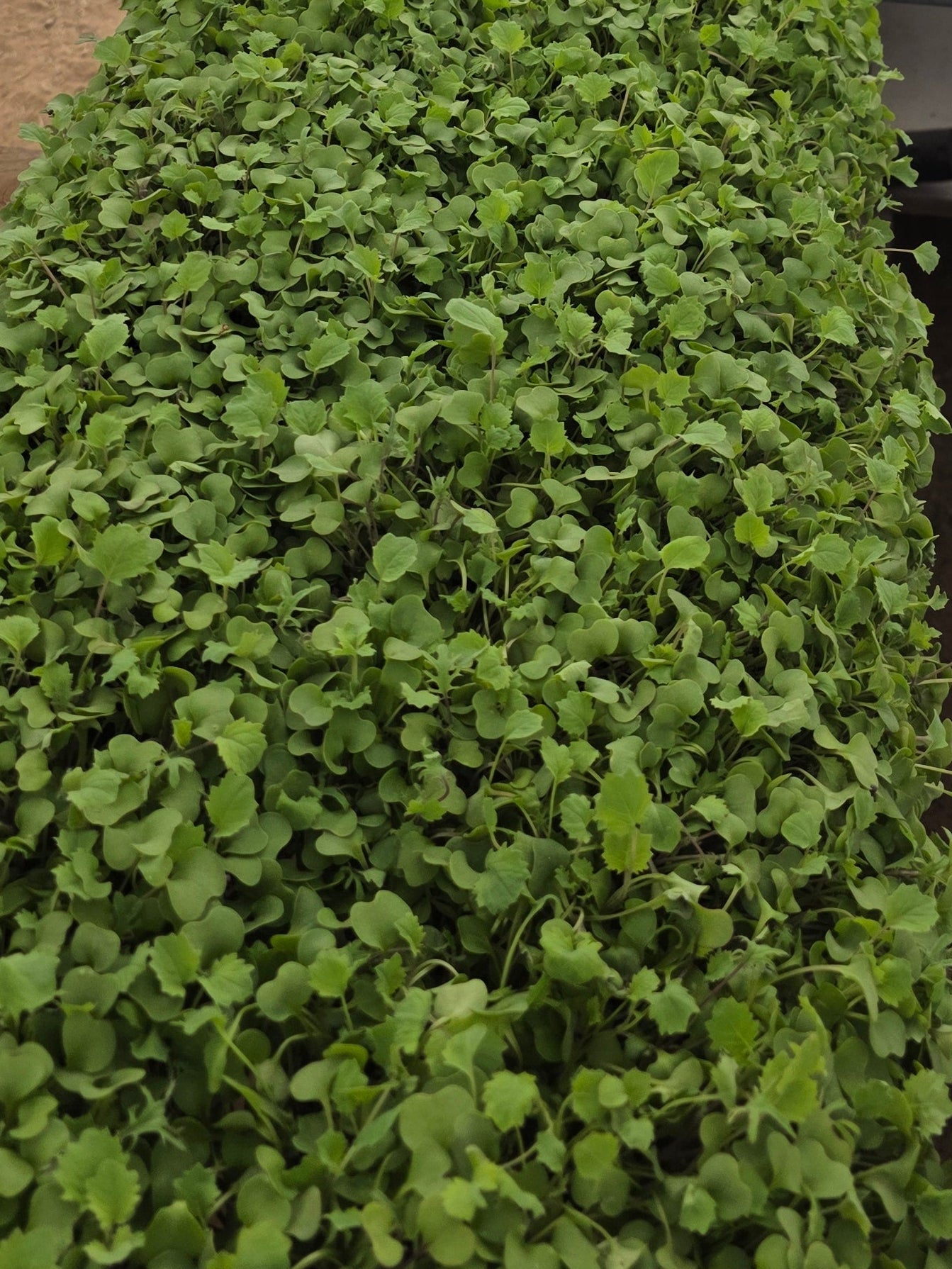 Kale Trio Mix — Horizon Grown