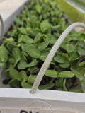Sunflower Microgreens — Horizon Grown
