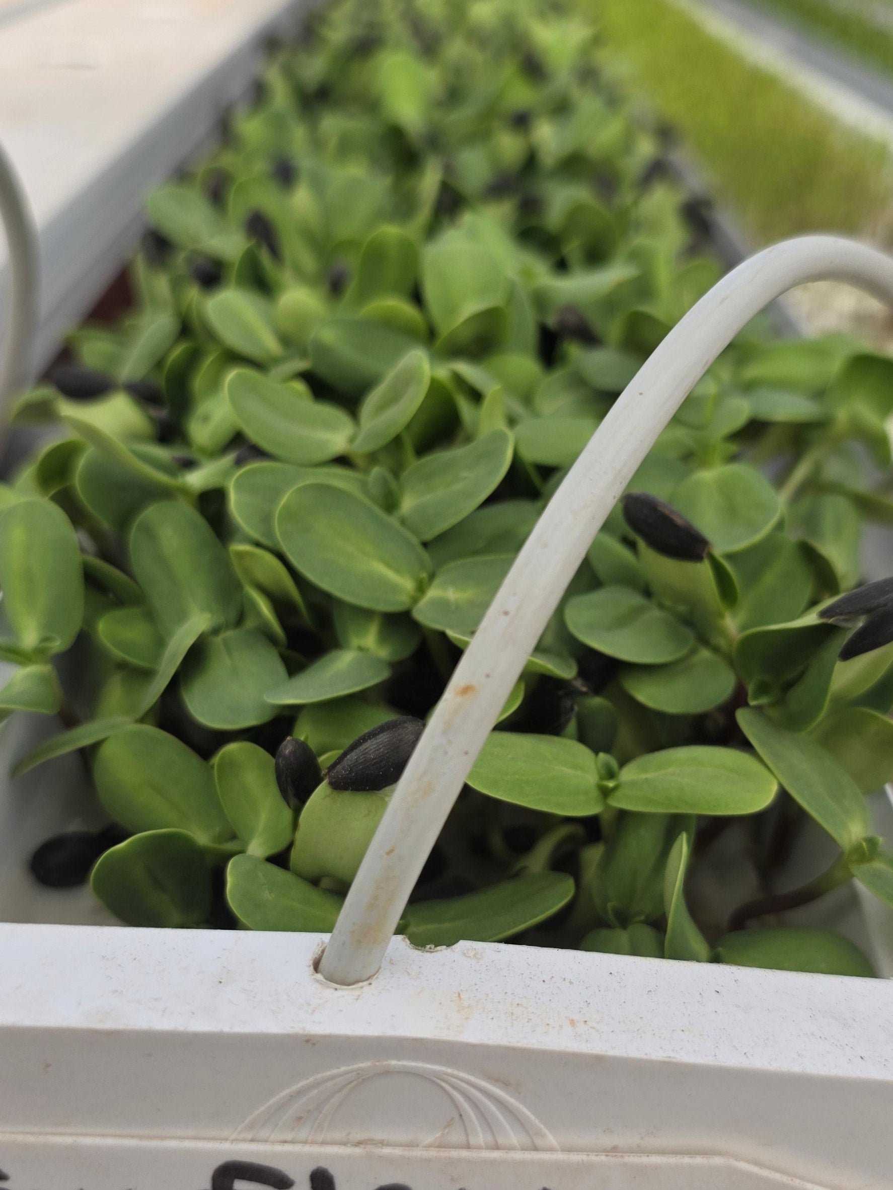 Sunflower Microgreens — Horizon Grown