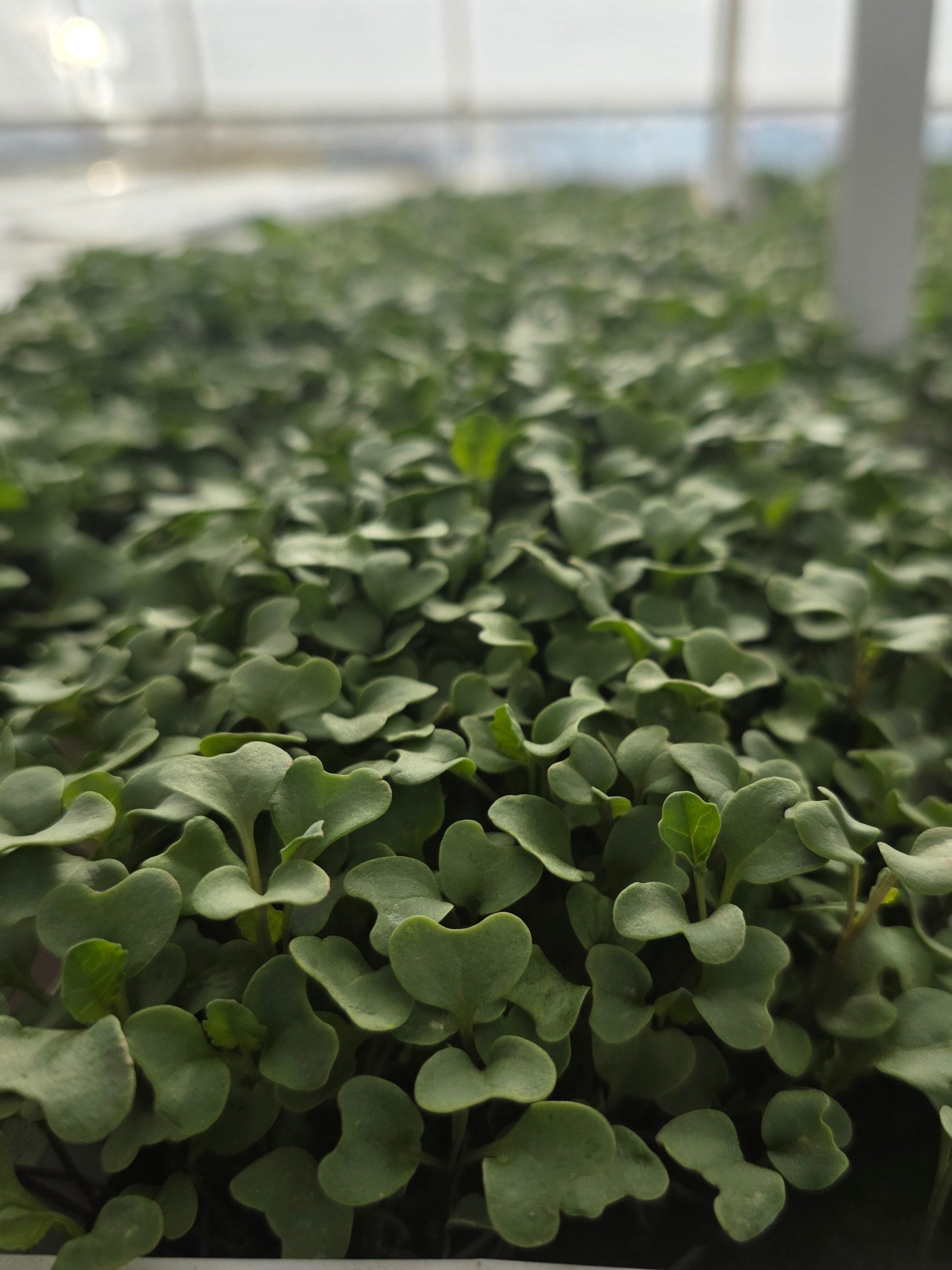 Broccoli Microgreens