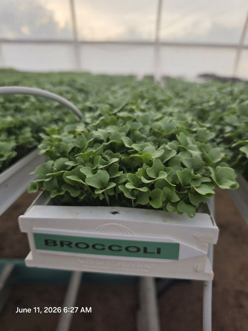 Broccoli Microgreens