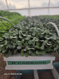 Red Cabbage Microgreens
