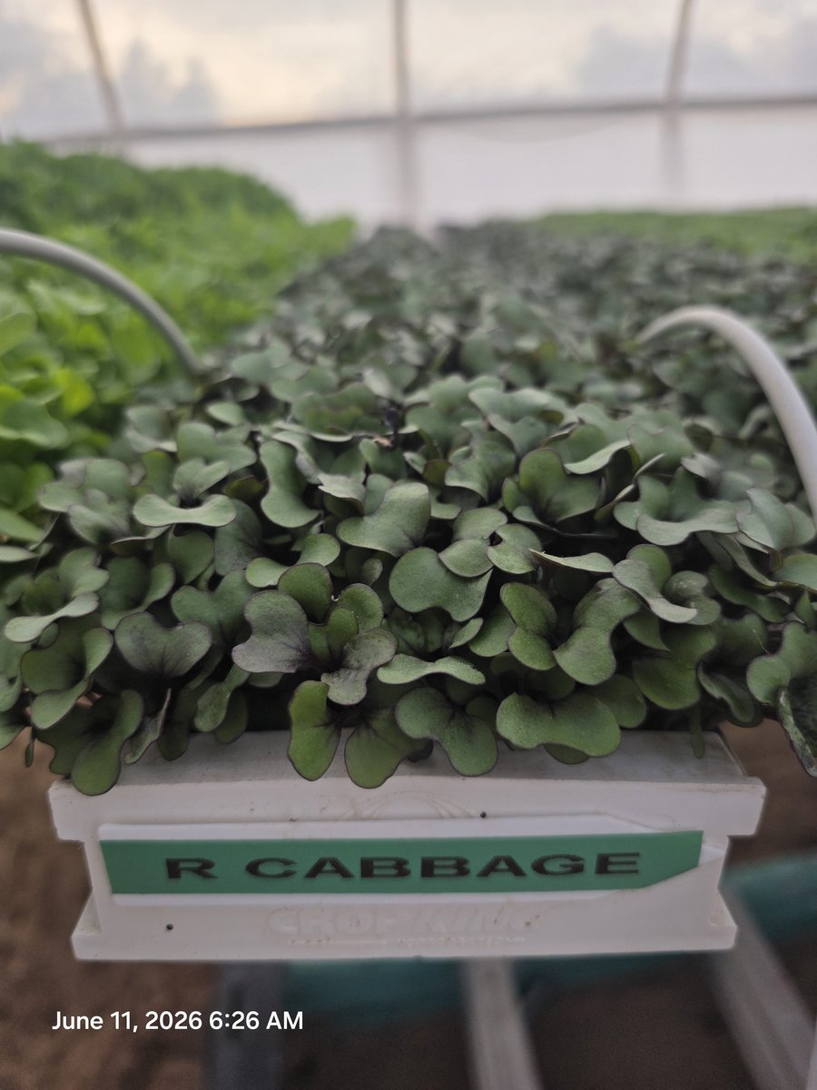 Red Cabbage Microgreens