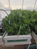 Speckled Peas Microgreens