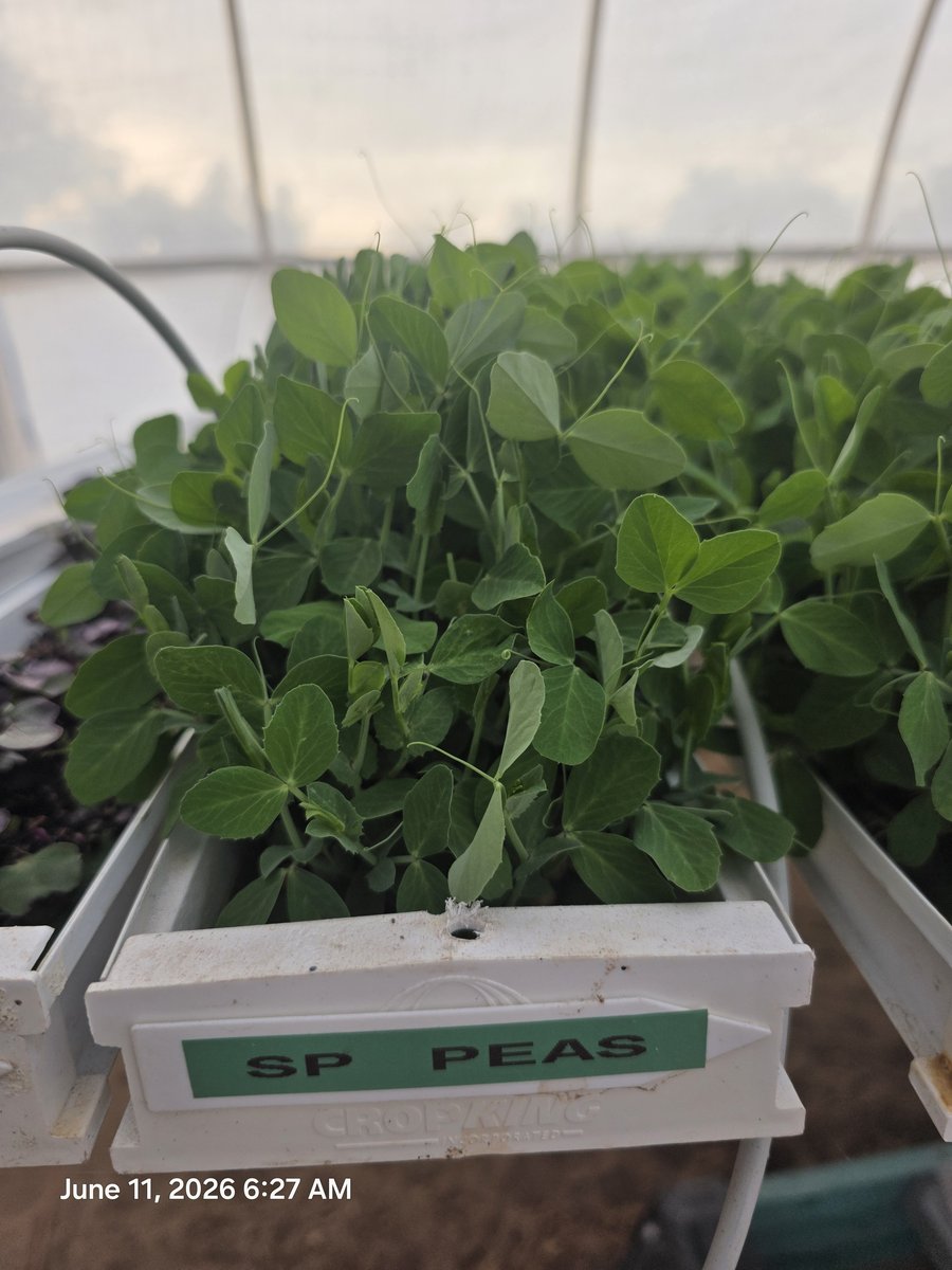 Speckled Peas Microgreens