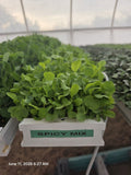 Spicy Mix Microgreens